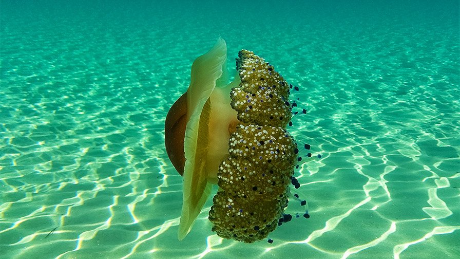 Jellyfish in the sea Greece