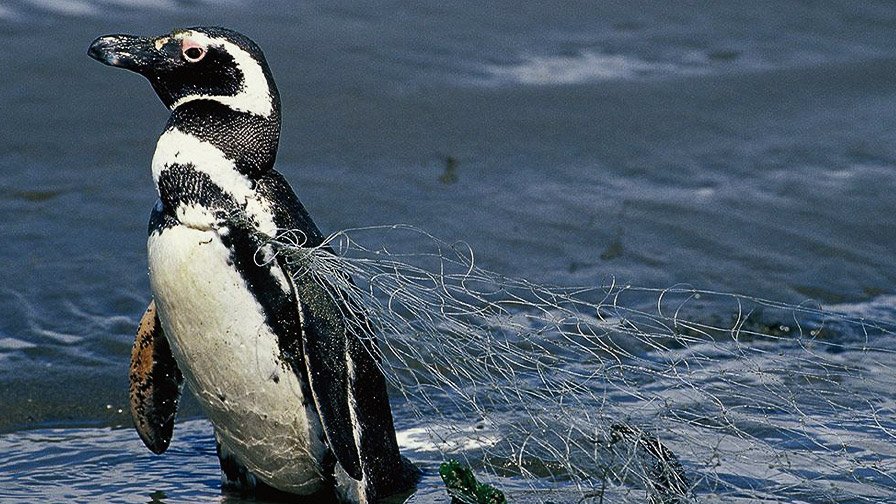 Magellanic penguin cought in fishnet